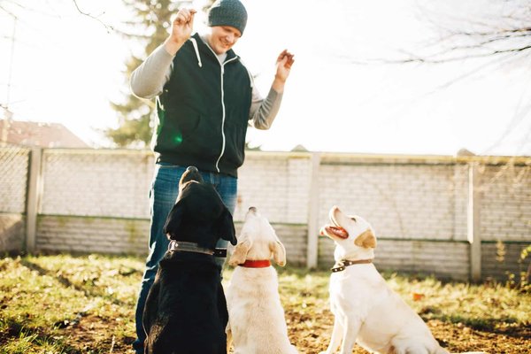 Formation et éducation : techniques d'entraînement positif pour les chiens