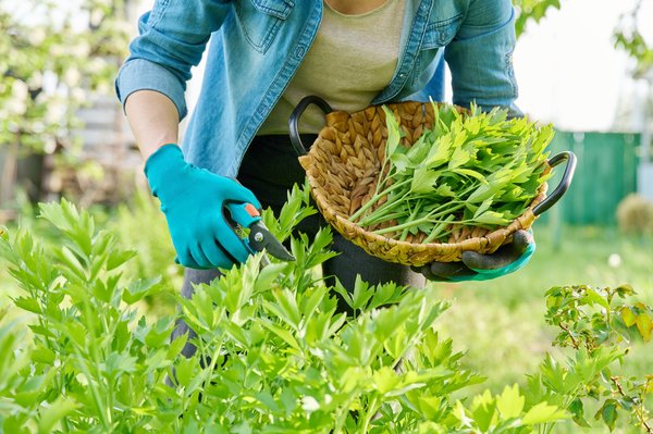 Quelles sont les meilleures recettes à base de plantes aphrodisiaques?